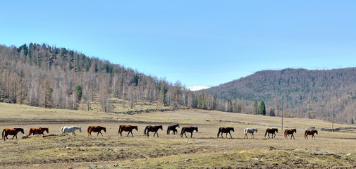mountain landscape with a herd of horses