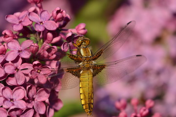 Female Broad-bodied Chaser or Libellula depressa on purple flower
