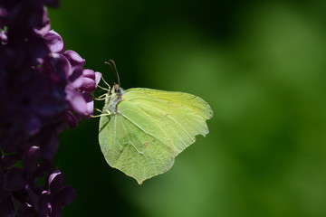 Brimstone butterfly or Gonepteryx rahmni
