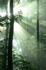 Lichtstimmung im Buchenwald