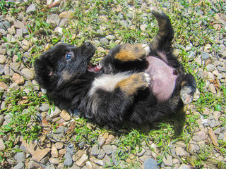 little cute black puppy with blue eyes lying on his back playing