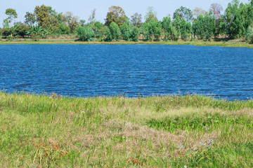 Grass grows thickly along the river. In rural of Thailand.