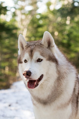 Close-up Portrait of gorgeous Beige and white Siberian Husky dog on soft green bokeh background. Profile image of waiting husky looks like a wolf in the forest