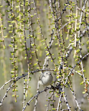 roitelet &agrave; couronne rubis