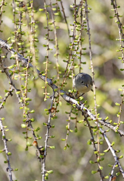 roitelet &agrave; couronne rubis