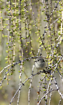 roitelet &agrave; couronne rubis