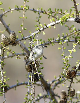 roitelet &agrave; couronne rubis