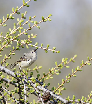 roitelet &agrave; couronne rubis