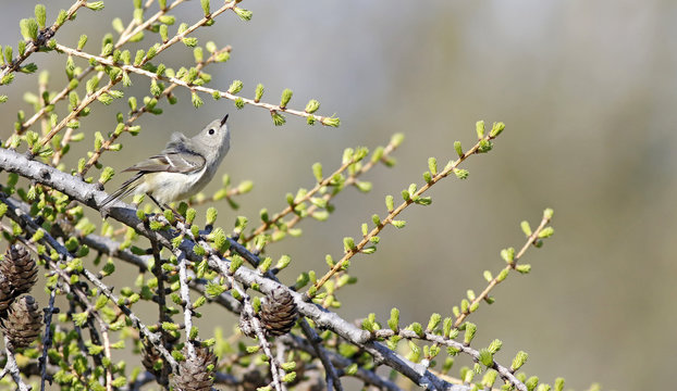 roitelet &agrave; couronne rubis