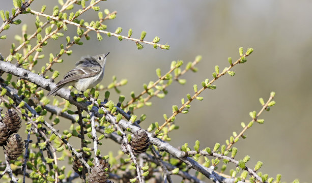 roitelet &agrave; couronne rubis