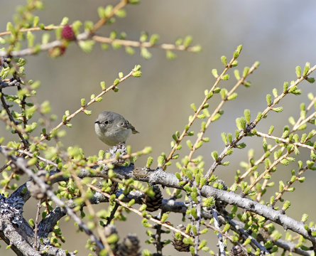 roitelet &agrave; couronne rubis