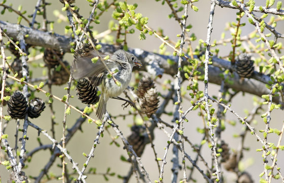 roitelet &agrave; couronne rubis