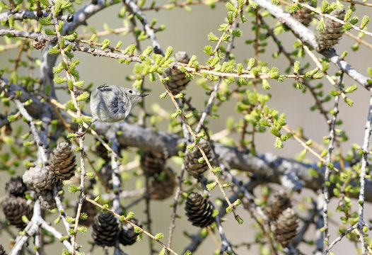 roitelet &agrave; couronne rubis
