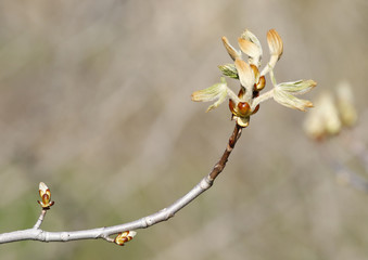 bourgeons
