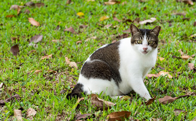 Naklejka na ściany i meble Pregnant cat sitting on grasses while looking at the camera