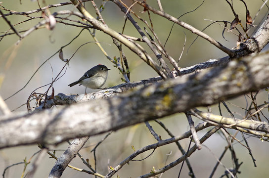 roitelet &agrave; couronne rubis