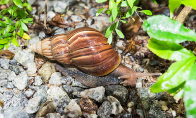 Macro close up shot of a snail crawling on pebbles after heavy rain