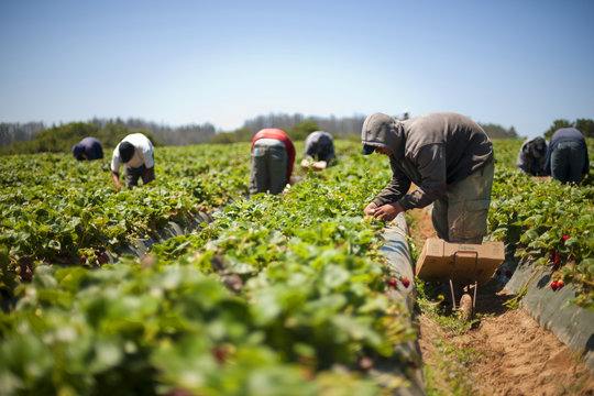 Workers harvesting berries on a sunny day