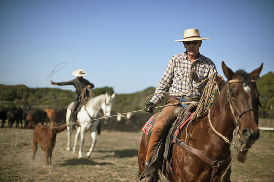 Cowboys roping cattle.