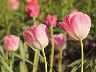 Drei Tulpen in Nahaufnahme