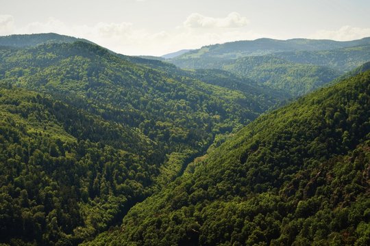 Fototapeta vue sur les Vosges - France