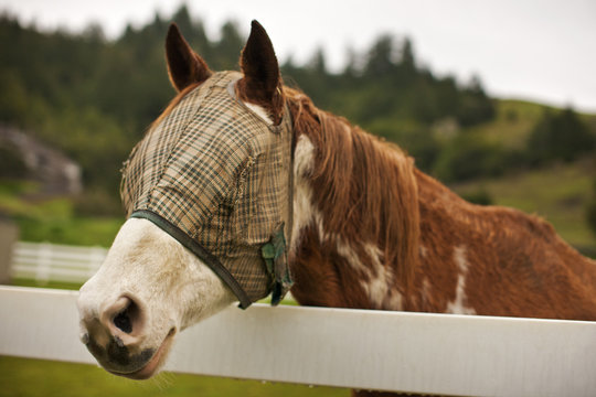 Horse wearing a blinding mask standing in a fenced paddock.