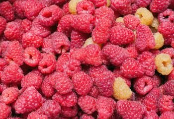 The fresh-gathered raspberry scattered on a plain surface.