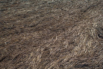 dried field grass cover ground art style