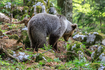 Fototapeta premium Orso bruno (Ursus arctos) nella foresta in Slovenia