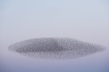 Spectacular murmuration of starlings, a swooping mass of thousands of birds in the sky.