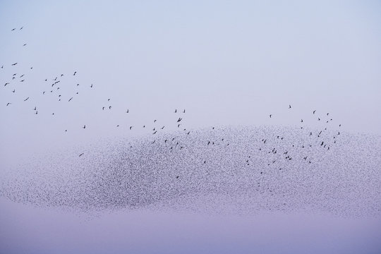 Spectacular murmuration of starlings, a swooping mass of thousands of birds in the sky.