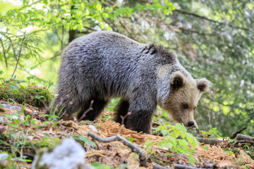 Obraz premium Orso bruno (Ursus arctos) nella foresta in Slovenia