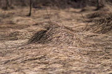 dried field grass cover ground art style