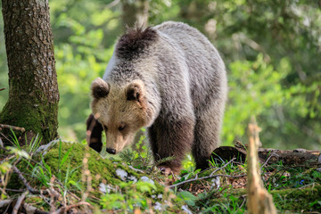 Obraz na płótnie Canvas Orso bruno (Ursus arctos) nella foresta in Slovenia