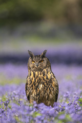European Eagle owl_