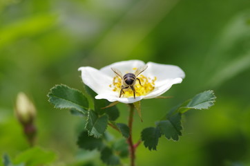 Biene auf Wildrose