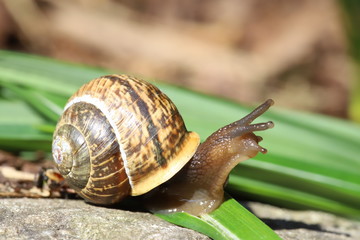 Snail