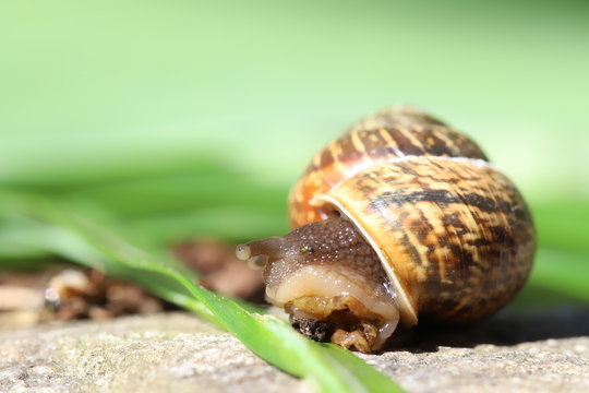 Snail