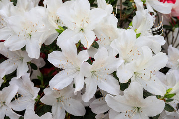 azalea bianca fiorita