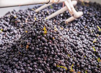 tri du raisin pendant les vendanges