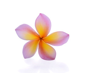 Fototapeta na wymiar frangipani flower isolated on white background