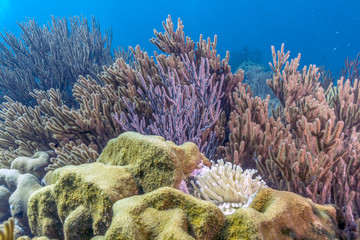 Caribbean coral reef