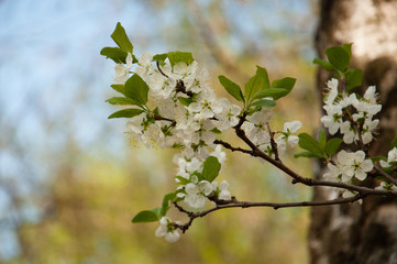 Flowering branch of a cherry tree against a green background, spring