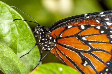  monarch butterfly ,Danaus plexippus