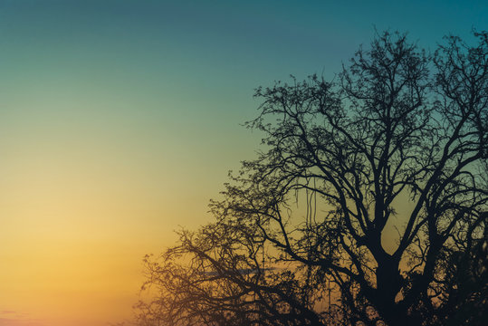 Silhouette branch tree at sunset. Vintage tone. Copy space