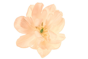 Obraz na płótnie Canvas tulip flower isolated