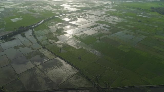 Aerial view of agricultural land, rice terraces near the lake Bato, Philippines, Luzon. Tropical landscape, lake, farm land.
