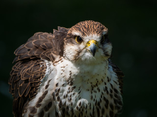 Rapace