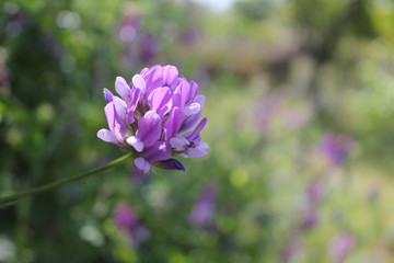 fiori lilla nel mio giardino