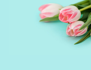 Bouquet of pink tulips on blue background